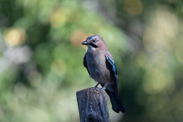 European Jay Garrulus glandarius juvenile or adult in close view