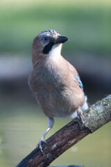 European Jay Garrulus glandarius juvenile or adult in close view