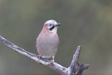 European Jay Garrulus glandarius juvenile or adult in close view