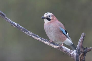 European Jay Garrulus glandarius juvenile or adult in close view