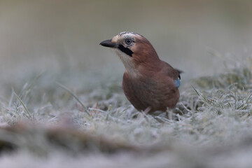 European Jay Garrulus glandarius juvenile or adult in close view