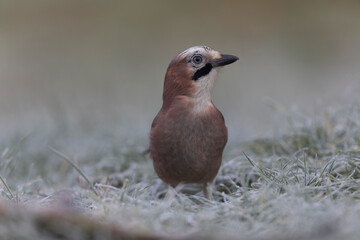European Jay Garrulus glandarius juvenile or adult in close view
