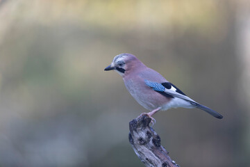 European Jay Garrulus glandarius juvenile or adult in close view