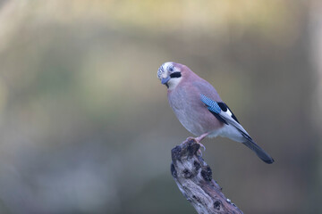 European Jay Garrulus glandarius juvenile or adult in close view