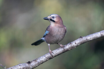European Jay Garrulus glandarius juvenile or adult in close view