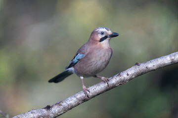 European Jay Garrulus glandarius juvenile or adult in close view