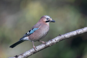 European Jay Garrulus glandarius juvenile or adult in close view