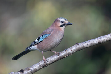 European Jay Garrulus glandarius juvenile or adult in close view