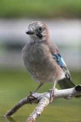European Jay Garrulus glandarius juvenile or adult in close view