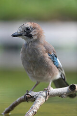European Jay Garrulus glandarius juvenile or adult in close view