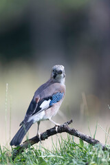 European Jay Garrulus glandarius juvenile or adult in close view