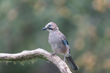European Jay Garrulus glandarius juvenile or adult in close view