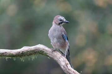European Jay Garrulus glandarius juvenile or adult in close view