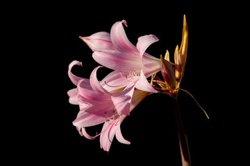 Fototapeta na wymiar pink orchid isolated on black