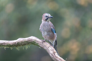 European Jay Garrulus glandarius juvenile or adult in close view
