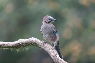 European Jay Garrulus glandarius juvenile or adult in close view