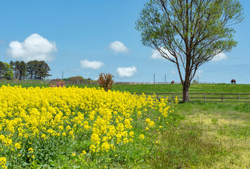【青森県横浜町】北国の春、下北半島では菜の花が満開