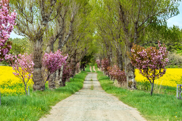 Naklejka premium 【青森県横浜町】北国の春、下北半島では菜の花が満開