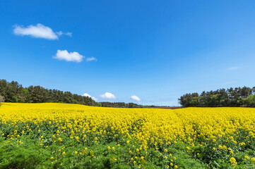 【青森県横浜町】北国の春、下北半島では菜の花が満開