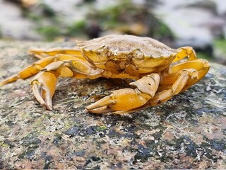 Krabbe Ostsee auf einem Stein