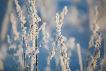 Frost