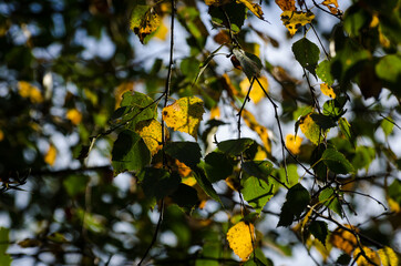 BIRCH BRANCHES - Yellowed autumn leaves in rays of the sun 
