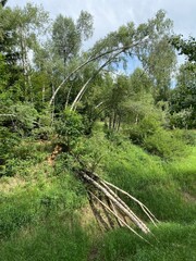 Mountain mixed forest next to the artificial reservoir Lokvarsko Lake or Lake Lokve - Croatia (Planinska mješovita šuma uz umjetnu akumulaciju Lokvarsko jezero ili oko Omladinskog jezera, Lokve
