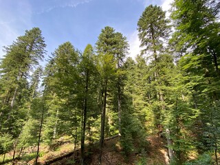 Obraz premium Mountain mixed forest next to the artificial reservoir Lokvarsko Lake or Lake Lokve - Croatia (Planinska mješovita šuma uz umjetnu akumulaciju Lokvarsko jezero ili oko Omladinskog jezera, Lokve