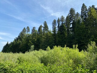 Mountain mixed forest next to the artificial reservoir Lokvarsko Lake or Lake Lokve - Croatia (Planinska mješovita šuma uz umjetnu akumulaciju Lokvarsko jezero ili oko Omladinskog jezera, Lokve