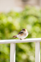 Balcony Bird