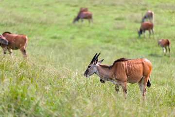 Naklejka na ściany i meble eland antelope grazing in the savanna