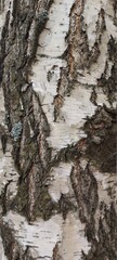 Fototapeta premium bark texture