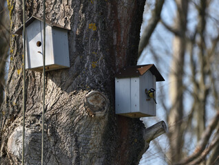 a tit checks out a nest box in early spring