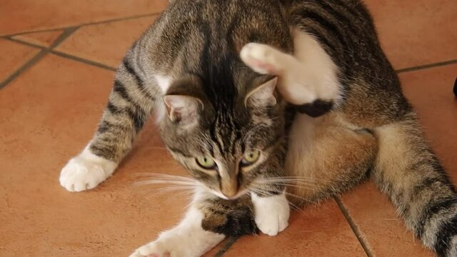 chat faisant sa toilette