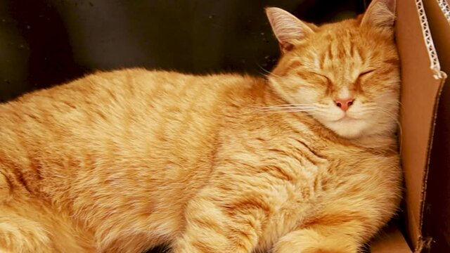 chat endormi sur un tas de carton