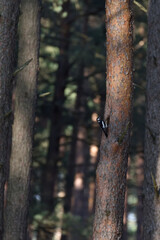 woodpecker in front of a hollow in a tree