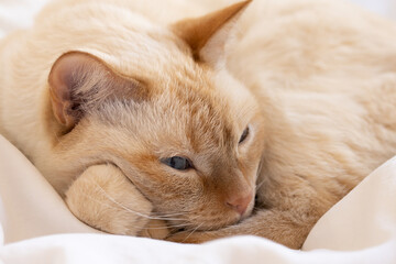 A ginger cat with blue eyes lies curled up and thinks with its paw under its muzzle. Portrait, side view. Close up.