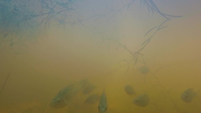 School of perch and crappie fish swimming in a murky pond