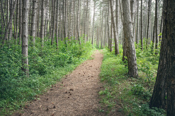 A nice path in an atmospheric pine forest with a light haze in the distance. The concept of walking and hiking in nature.