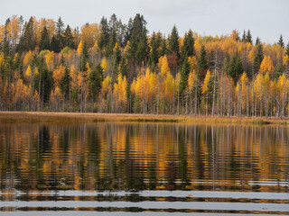 Golden autumn in Karelia. Forest by the lake, yellow foliage, good weather
