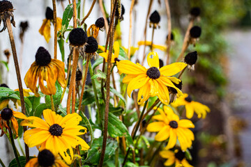 Yellow withered flowers