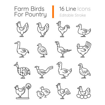 Farm birds for poultry linear icons set. Domestic birds. Ducks, geese husbandry. Commercial fowl farming. Customizable thin line contour symbols. Isolated vector outline illustrations. Editable stroke