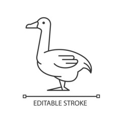Goose linear icon. Domestic bird bred for meat. Poultry farming. Commercial geese growing. Thin line customizable illustration. Contour symbol. Vector isolated outline drawing. Editable stroke