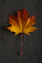 Multicolored maple leaf on dark concrete background. Autumn concept backdrop with copyspace.