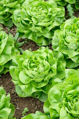 FU 2020-04-28 StoFeld 82 In der Erde wachsen Salatköpfe