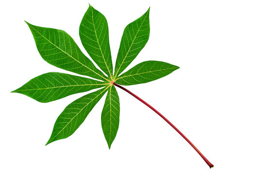 Cassava leaves white background isolated closeup, fresh green cassava tree leaf on red stem, manioc plant branch, beautiful exotic tropical floral foliage, design element, raw for tapioca healthy food
