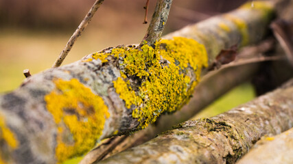 close up of a trunk with lichen