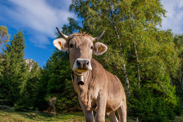 cow grazing