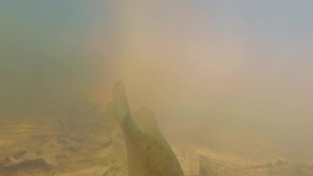 A Sunfish feeding and expelling dirt at the bottom of a shallow murky pond