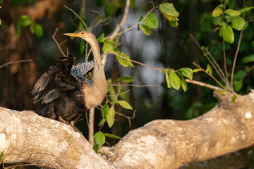 The Anhinga (Anhinga anhinga)